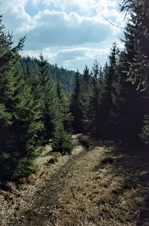 Free Explore a serene forest path surrounded by evergreens in Slovakia's natural beauty. Stock Photo