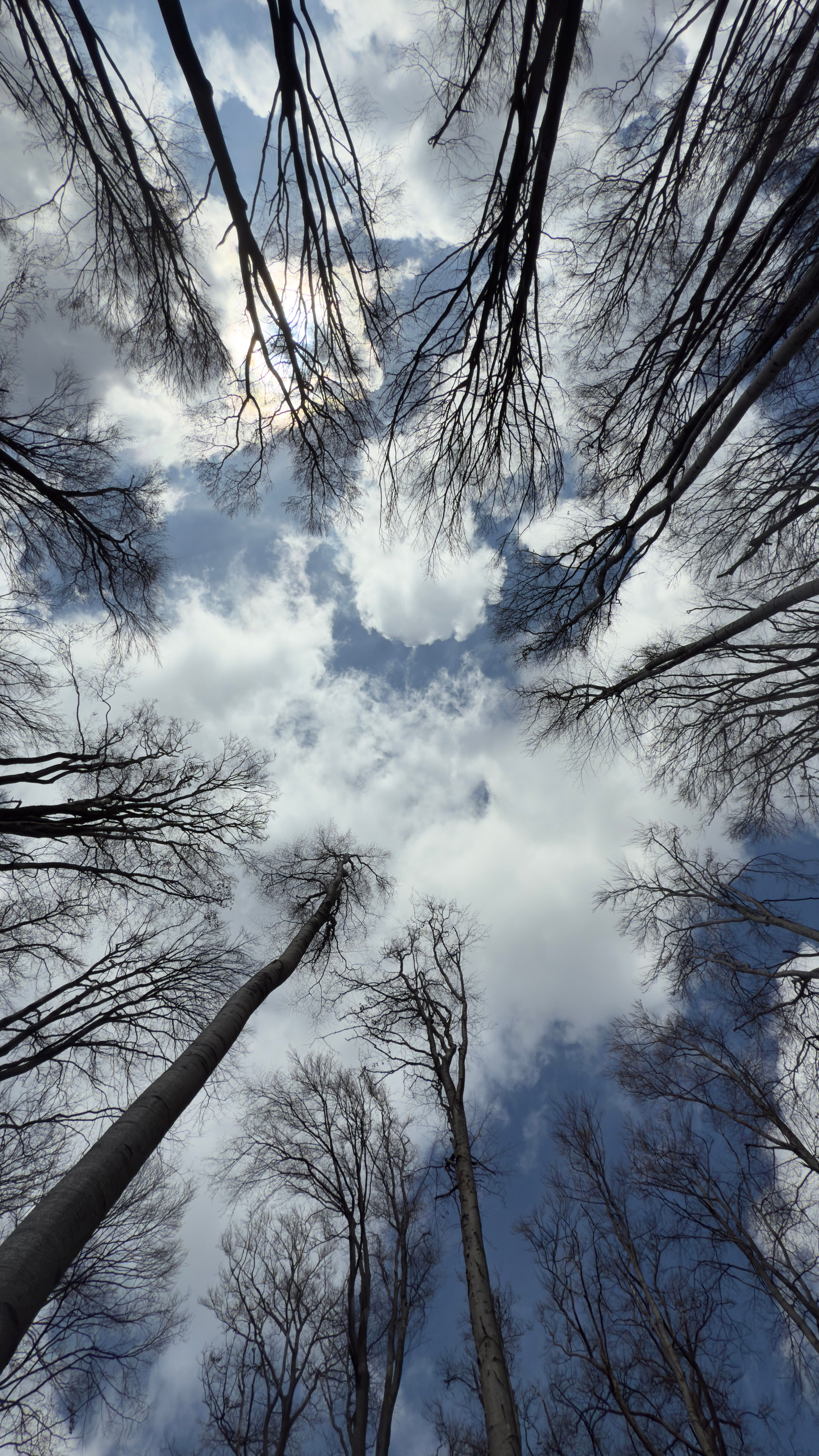 View of bare trees reaching towards a cloudy sky, showcasing nature's contrast in Miskolc.