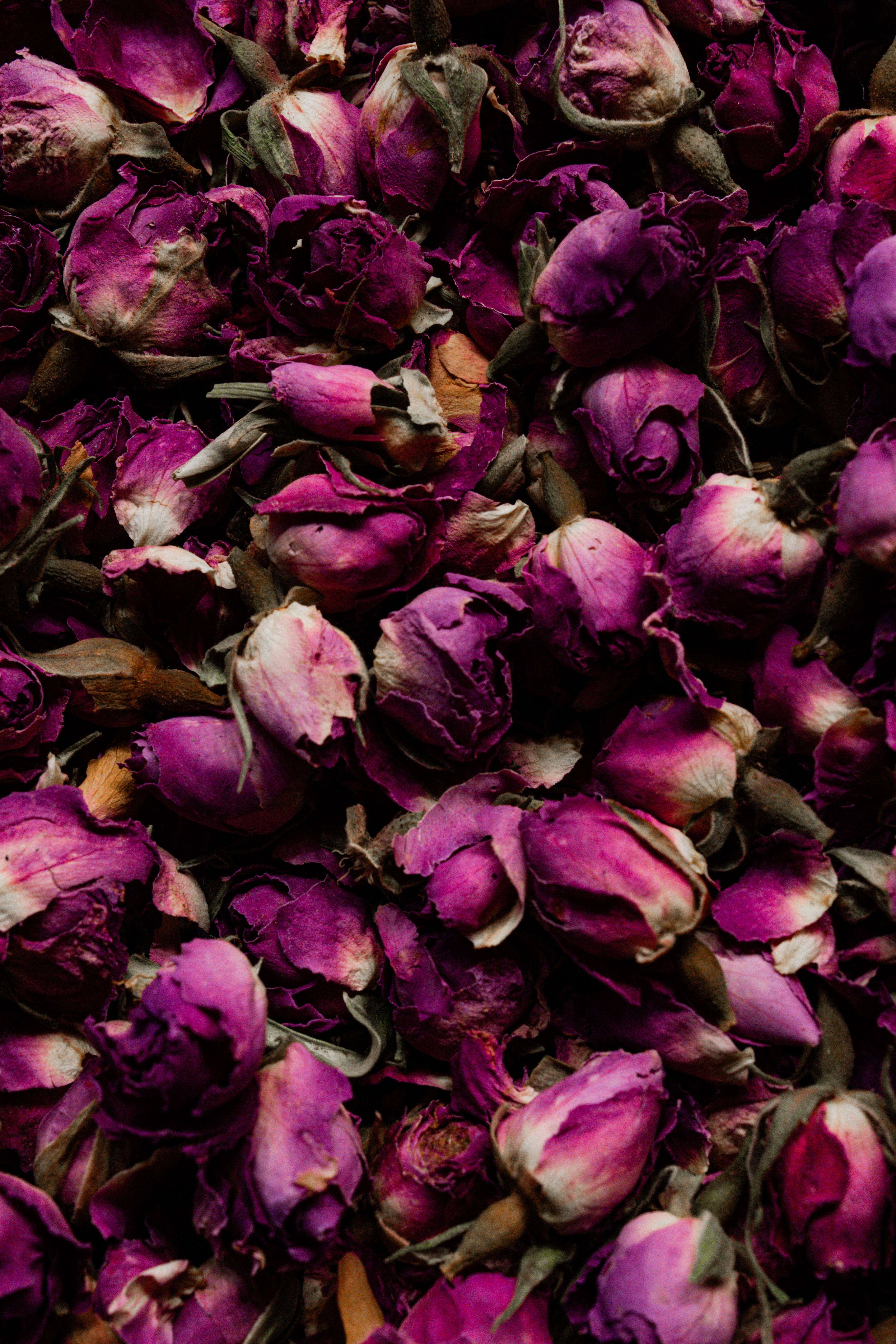 Rich Purple Dried Roses Texture Background · Free Stock Photo