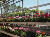 Colorful geraniums in a greenhouse, Ivyland, offering a vibrant summer floral display.
