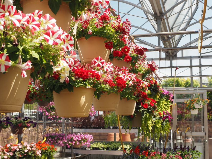 colorful geraniums and petunias in railing boxes - best plants for apartment balcony colorful geraniums and petunias in railing boxes - best plants for apartment balcony