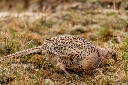 Free Detailed image of a common pheasant in its natural habitat, showcasing feather patterns and colors. Stock Photo