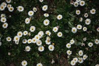 Lush Daisy Field with White Blooms