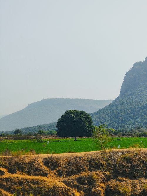 Free Beautiful view of a tree in a lush green field with a mountain backdrop, perfect for nature themes. Stock Photo