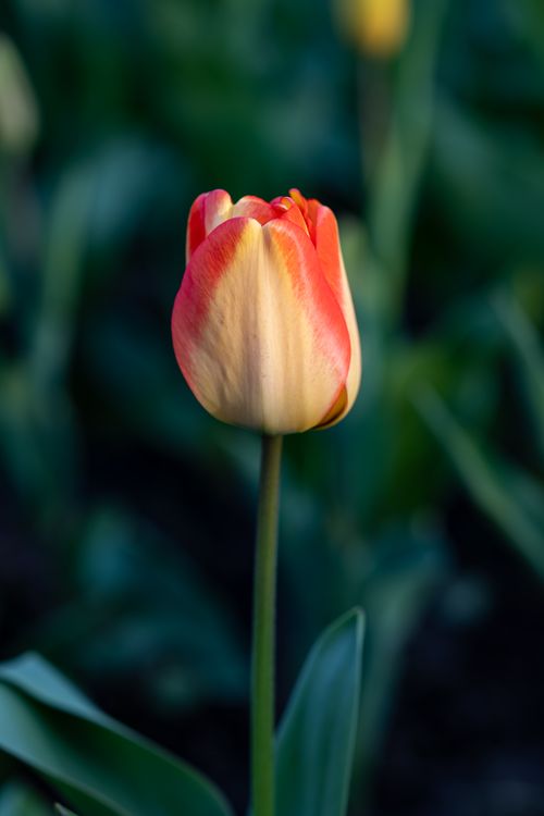 Free Close-up of a vibrant red and yellow tulip blooming in a lush green garden. Stock Photo