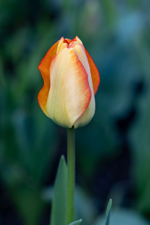 Free A vivid orange and yellow tulip in full bloom against a soft blurred background, symbolizing spring. Stock Photo