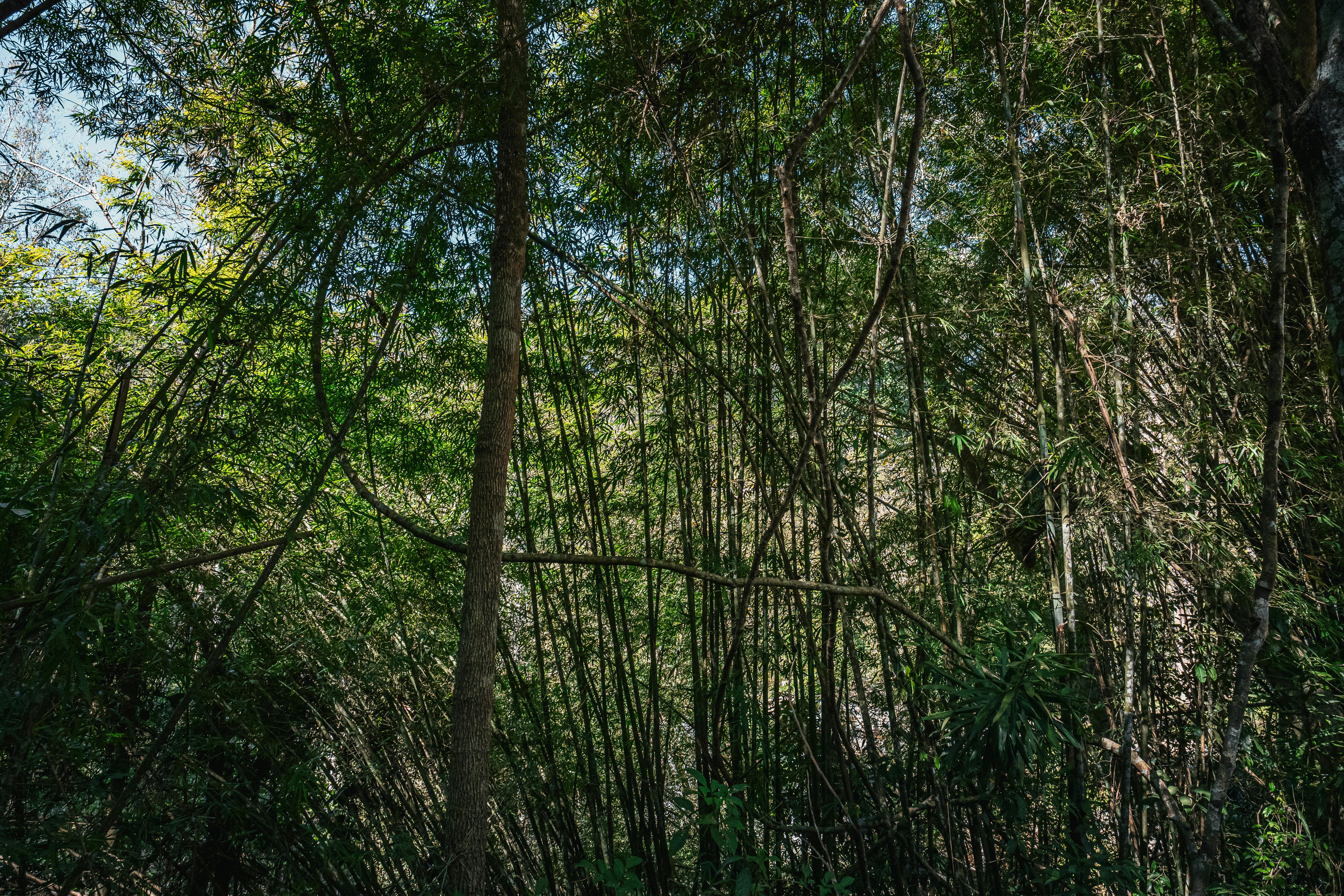 Serene bamboo forest in Thailand, showcasing nature's beauty and tranquility.