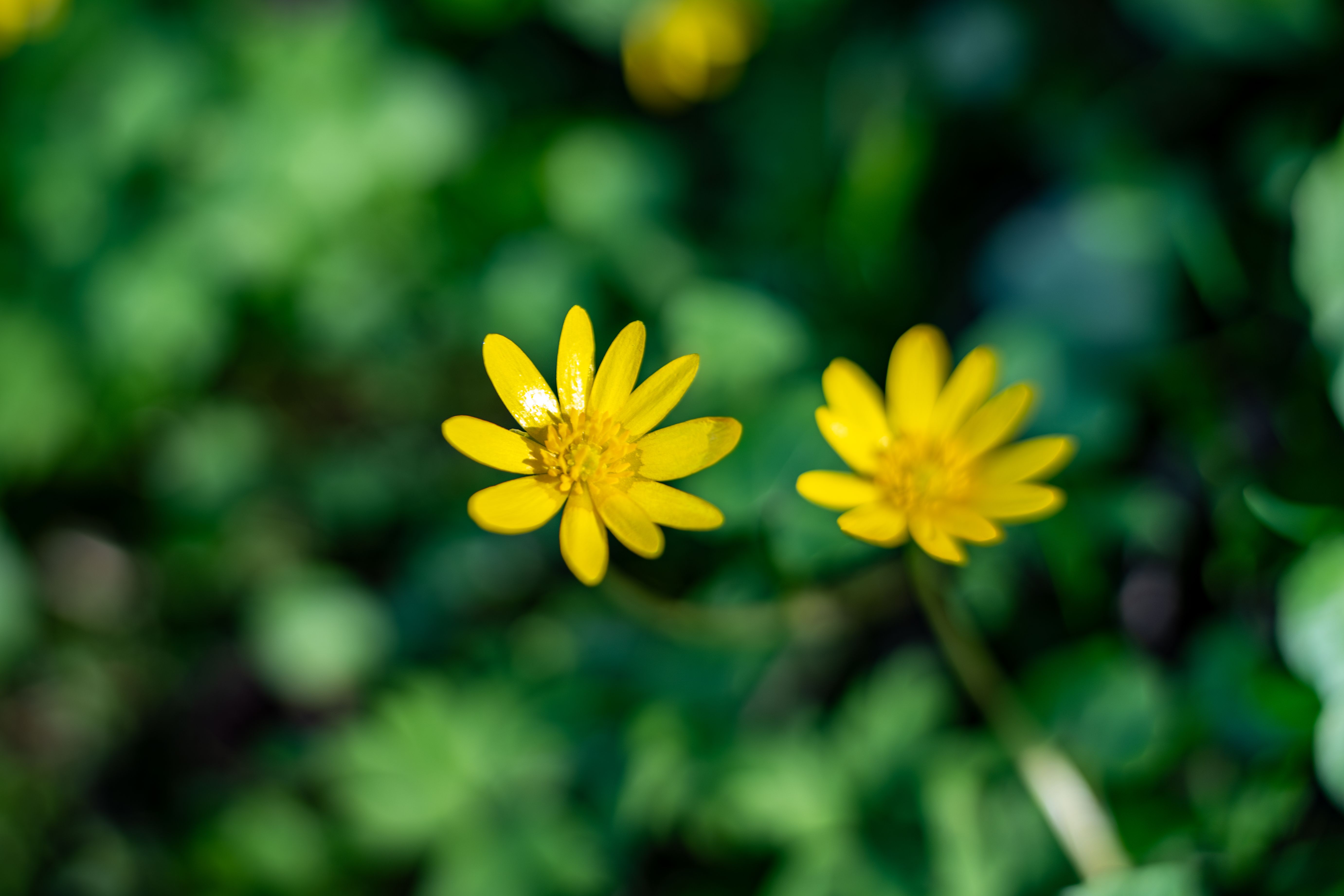 Close-up of two vibrant yellow celandine flowers against a green blurred background.