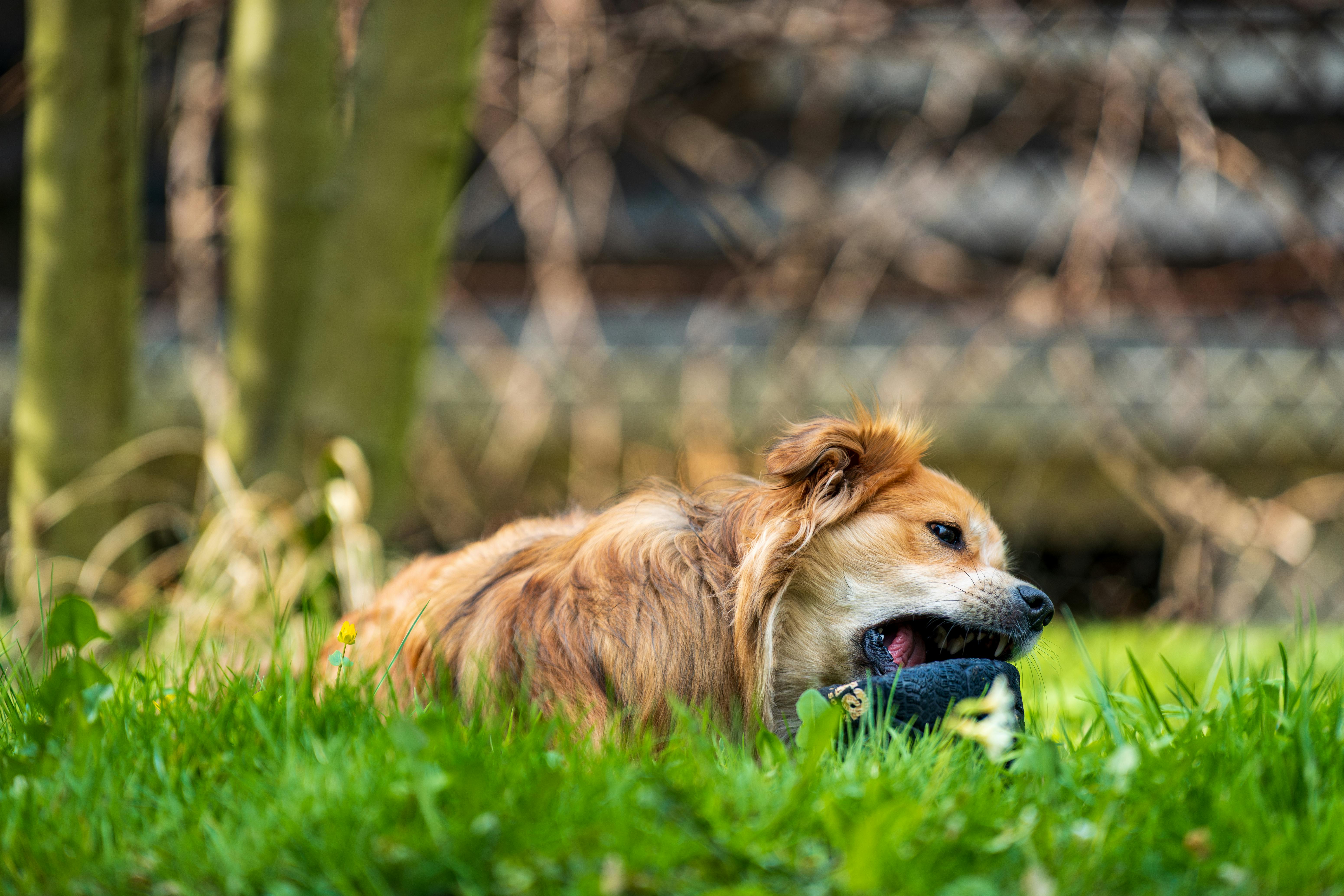 Pet safety this spring: tips and tricks with the ARL — Photo by Michał Robak on Pexels