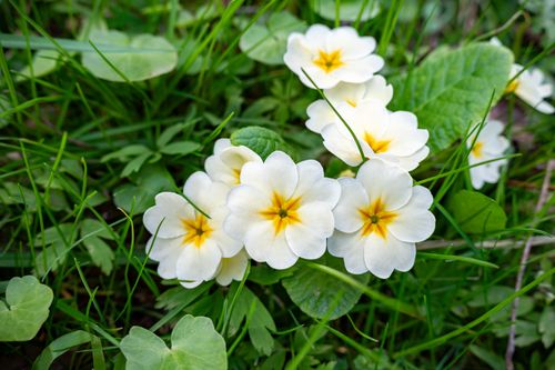 Free Beautiful primroses among lush grass in Myślenice, Poland, showcasing spring's vibrant bloom. Stock Photo