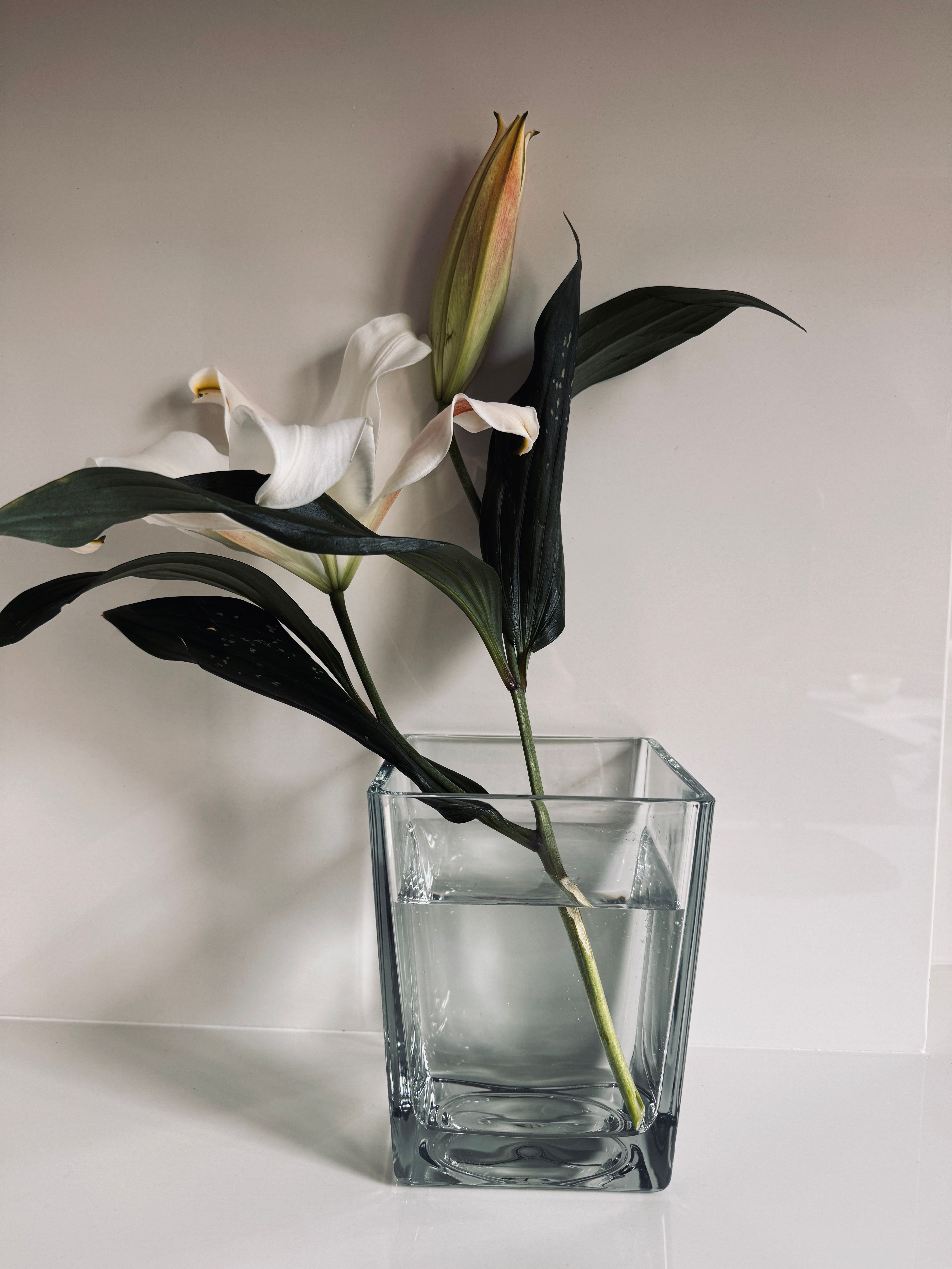 Elegant White Lily in Glass Vase Classic Still Life · Free Stock Photo