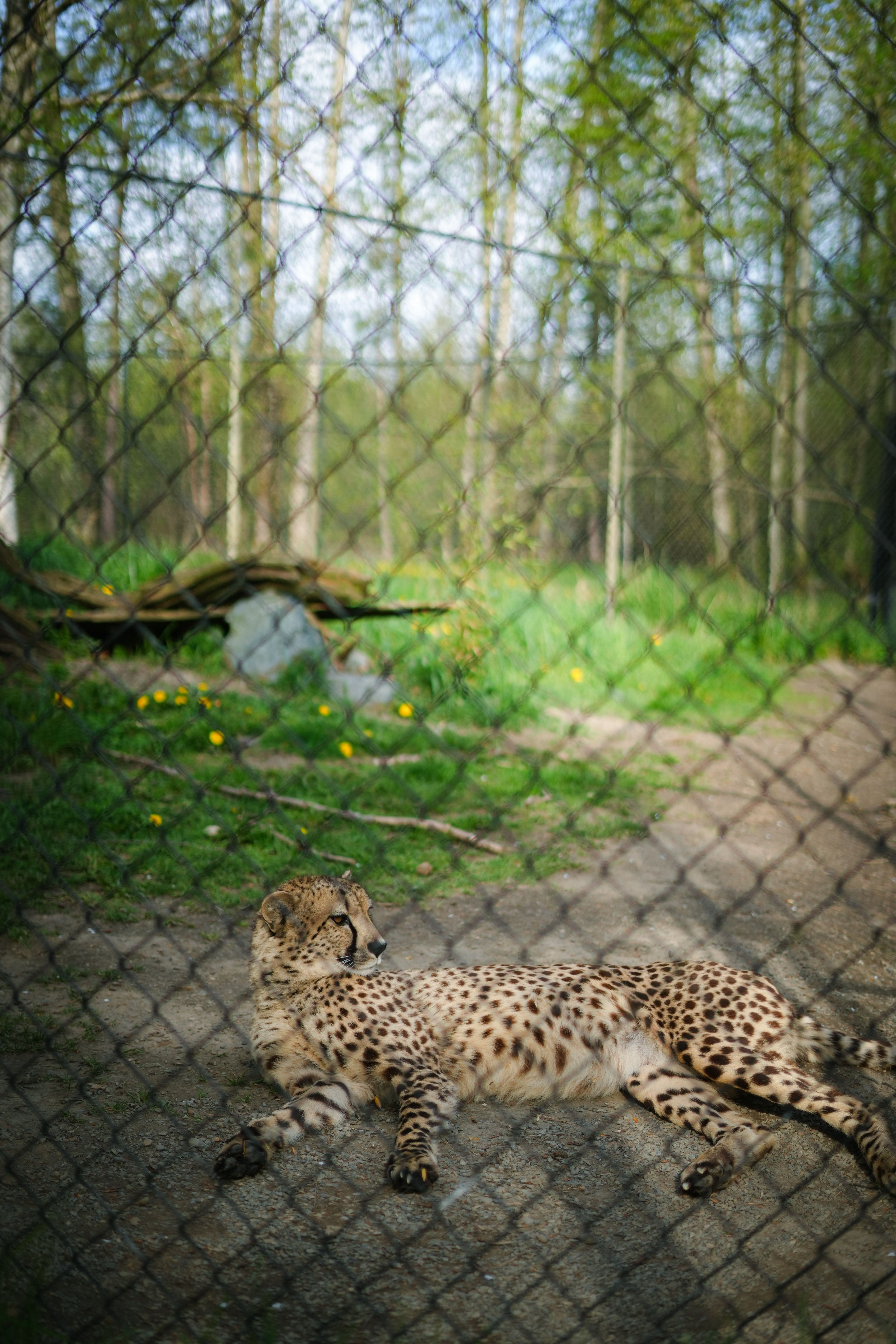 Cheetah Backside Forest Photos, Download The BEST Free Cheetah Backside ...