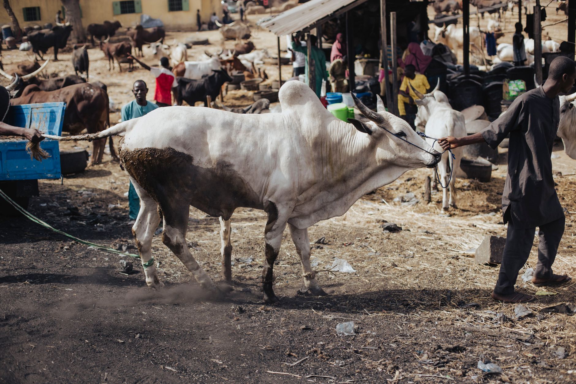Marché aux zébus à Tsiroanomandidy avec éleveurs et bétail