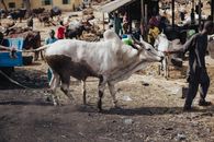 A busy cattle market scene, showcasing cattle and people in an open agricultural setting.