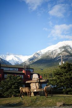 Stunning view of snow-capped mountains in Banff with a red building and grazing elk in the foreground.