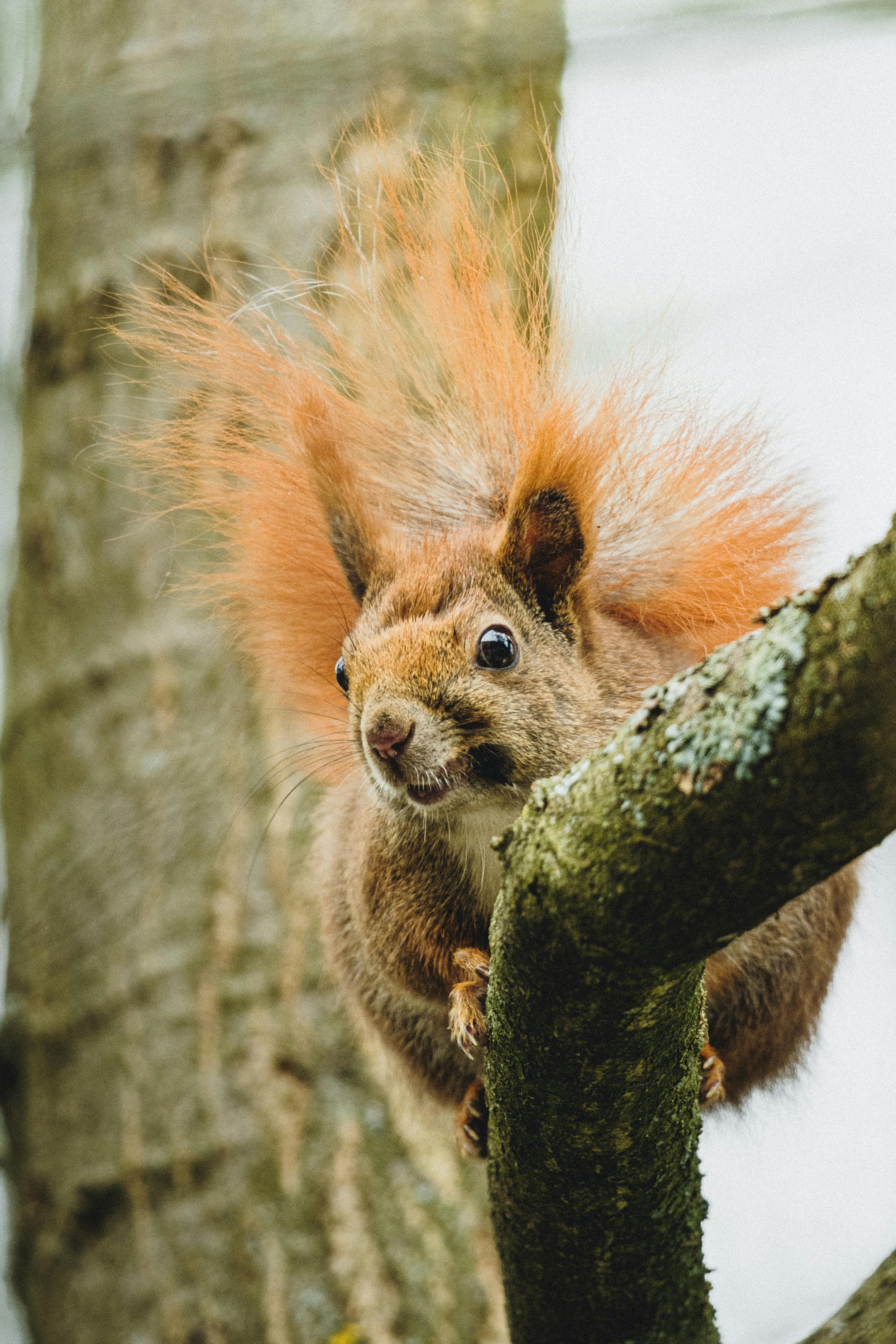 Vibrant Red Squirrel in Polish Forest · Free Stock Photo, image size:4437x6656