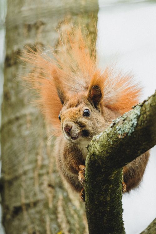 Free Close-up of a red squirrel perched on a tree branch in Poland's lush forest. Stock Photo