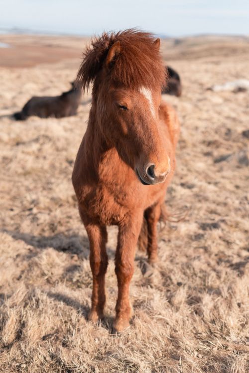 Free A brown Icelandic horse in an open field, showcasing its thick mane and winter coat. Stock Photo
