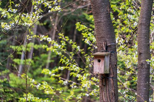 Free A rustic birdhouse on a tree surrounded by lush spring greenery. Stock Photo