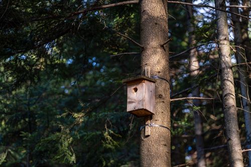Free A wooden birdhouse attached to a tree in a peaceful, sunlit forest setting. Stock Photo