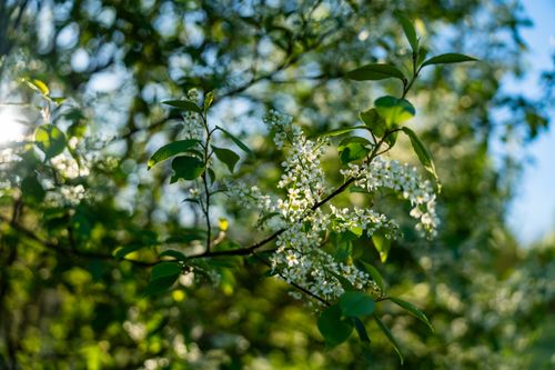 Free A close-up of white blossoms on a branch illuminated by sunlight in a lush green forest. Stock Photo