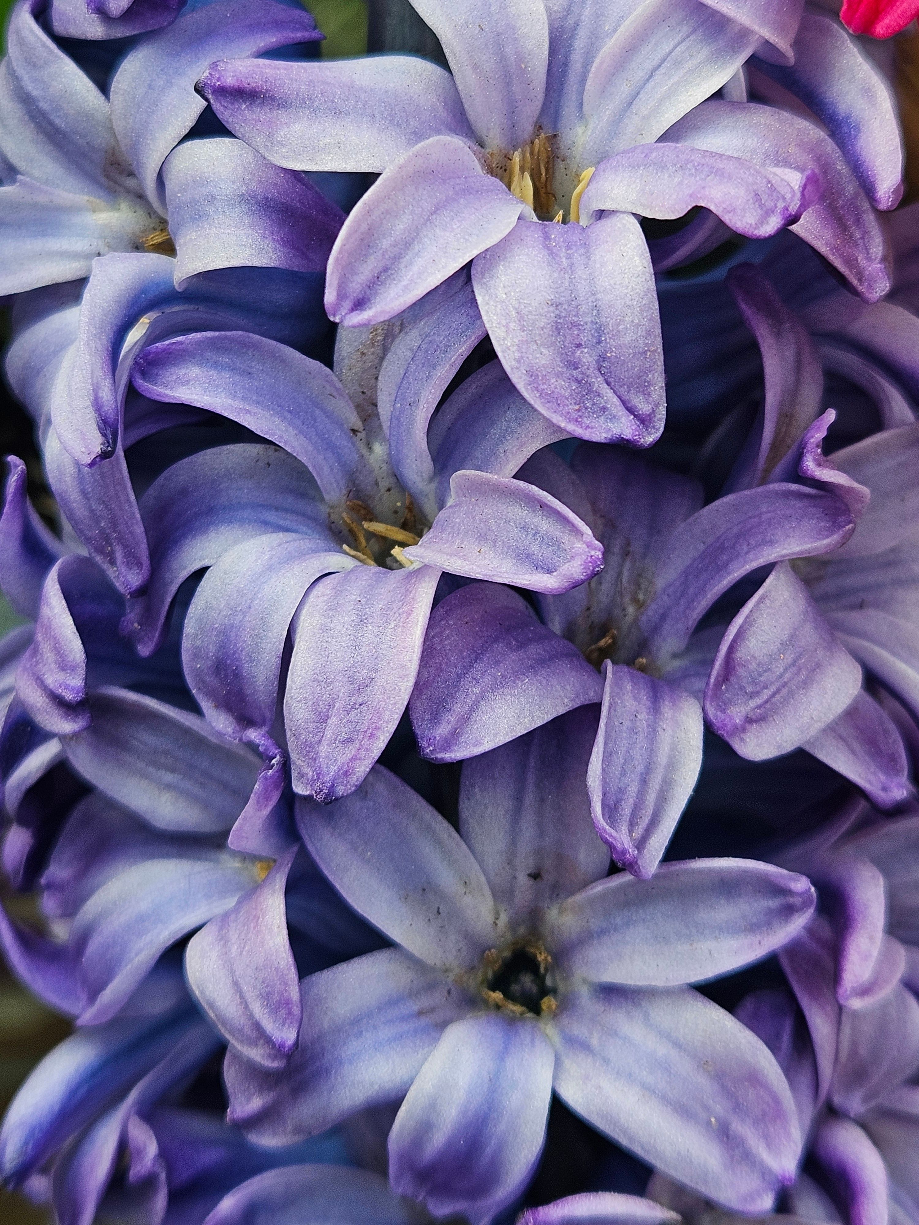Close Up De Flores Vibrantes De Jacinto Roxo · Foto profissional gratuita