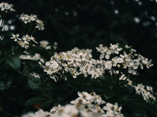Free Delicate white blossoms in a moody outdoor setting create a striking contrast. Stock Photo