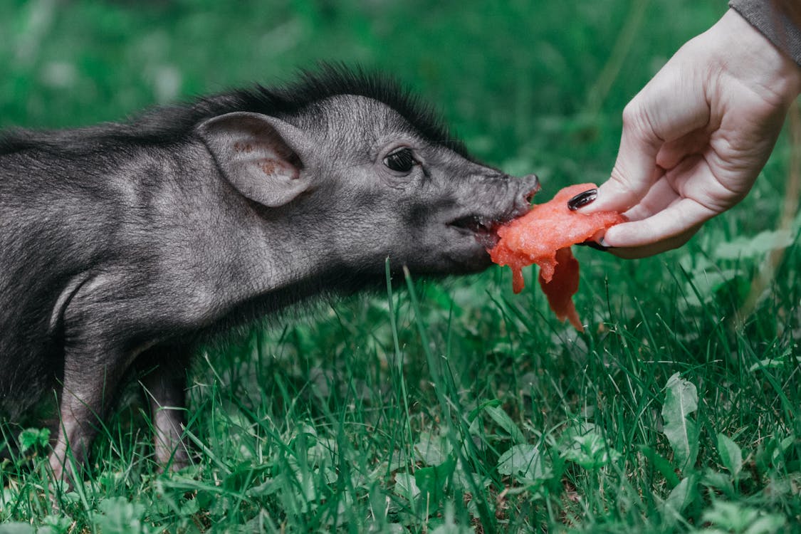 豚に餌をやる人の写真