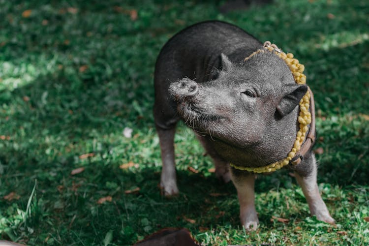 Photo Of Pig On Grass