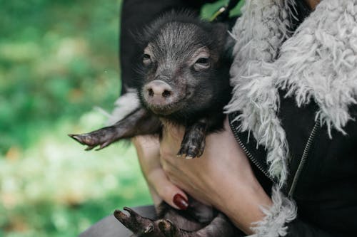 Person Holding Black Pig