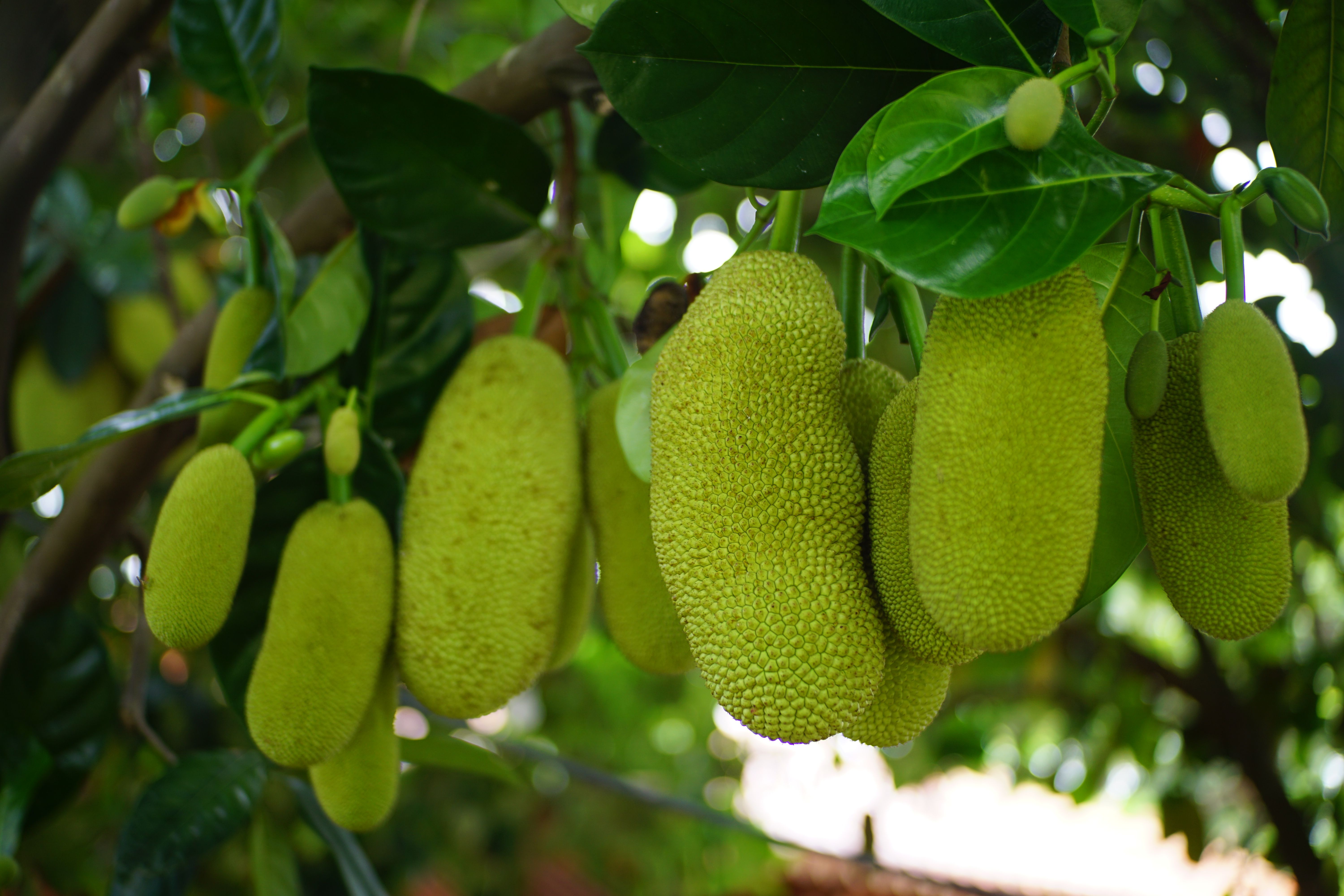 Artocarpus Hirsutus Tree Photos, Download The BEST Free Artocarpus ...