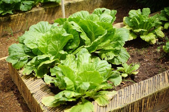 Fresh green cabbage growing in garden bed closeup