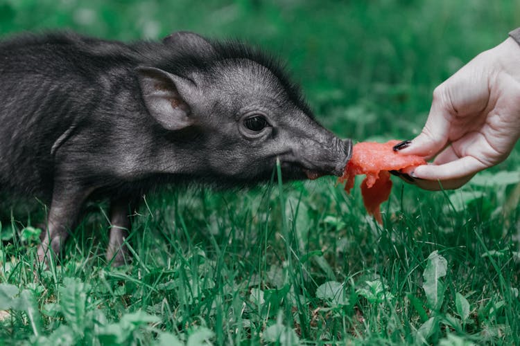 Black Piglet Being Fed