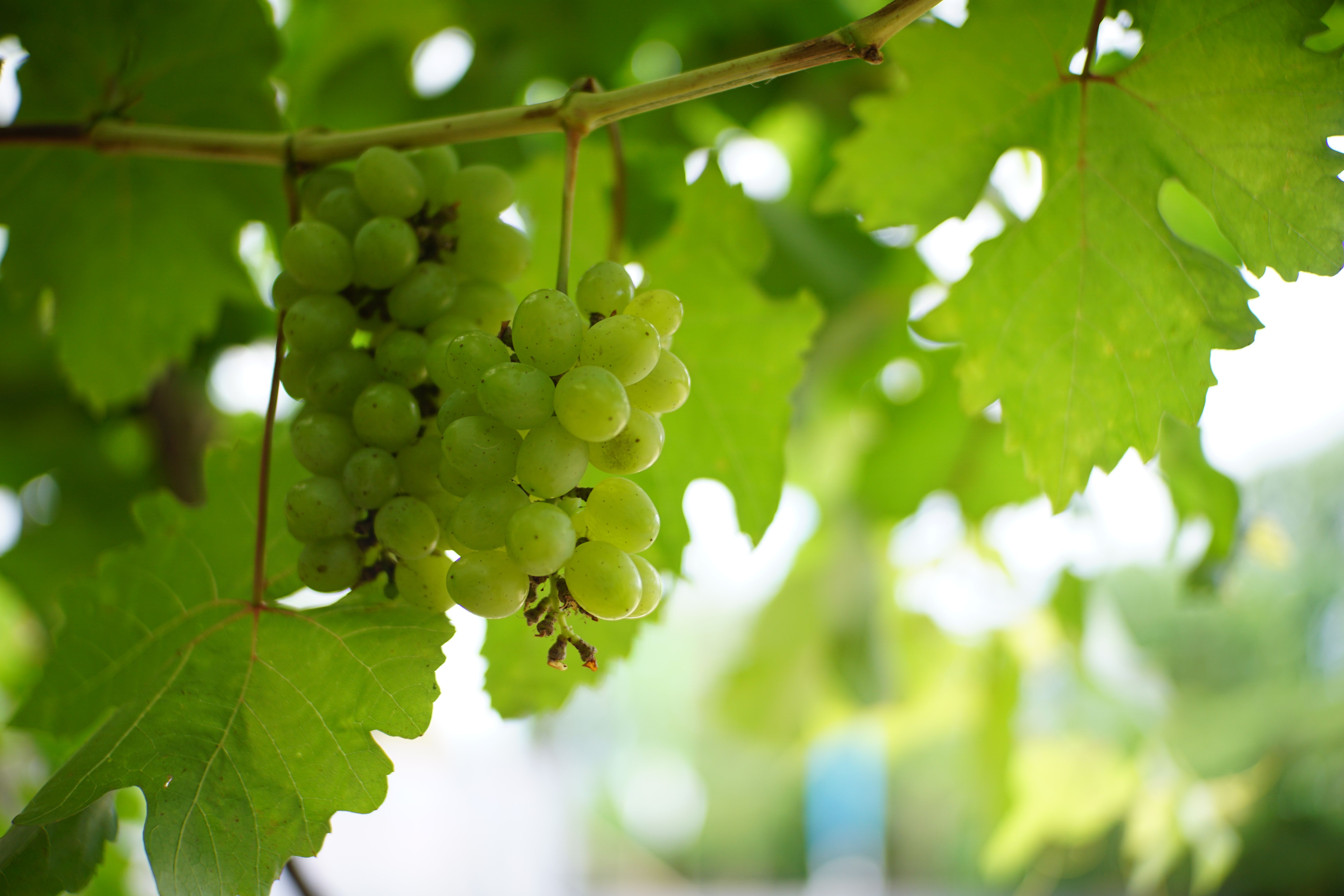 Fresh green grapes hanging on the vine in a vineyard setting, illuminated by natural sunlight.