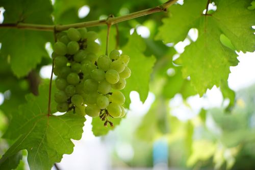 Free Fresh green grapes hanging on the vine in a vineyard setting, illuminated by natural sunlight. Stock Photo