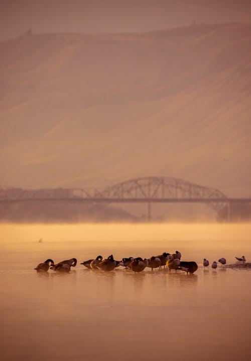 Brown Ducks on Swamp