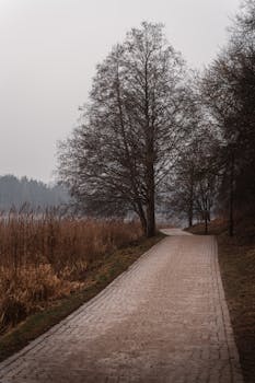 Tranquil Pathway