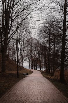 Serene Woodland Walk