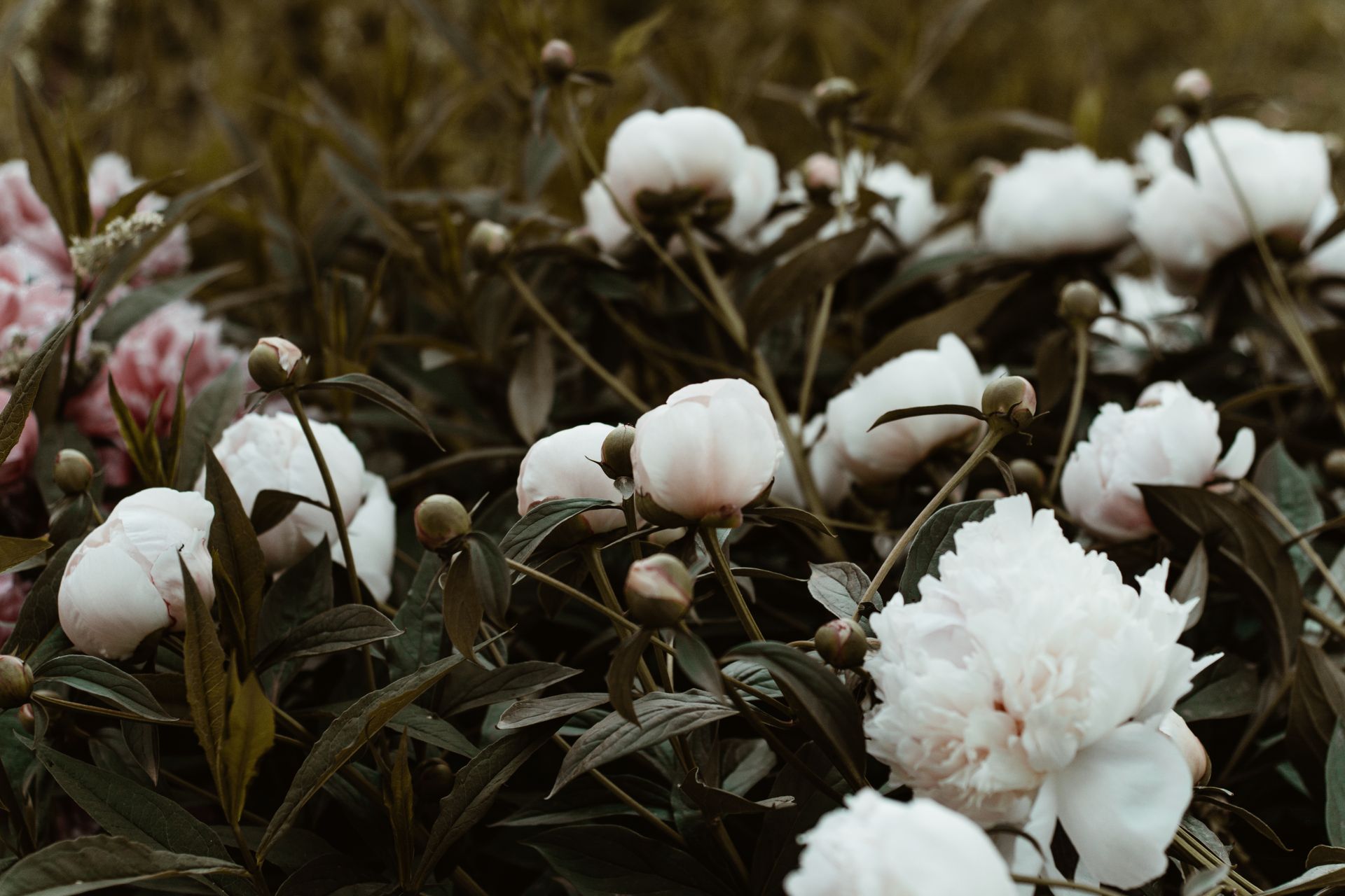 A close-up of white peonies in full bloom outdoors, showcasing nature's delicate beauty.