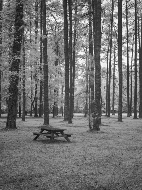 Free Discover a tranquil picnic area surrounded by tall trees in Columbia, South Carolina. Stock Photo