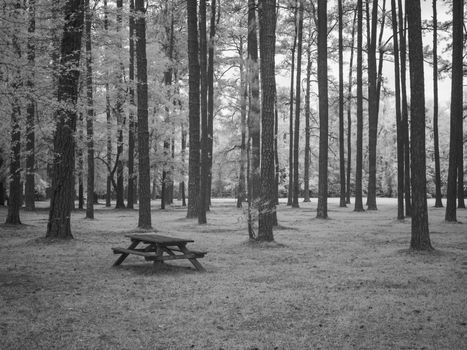 Picnic Table in Forest Landscape - Infrared 720nm