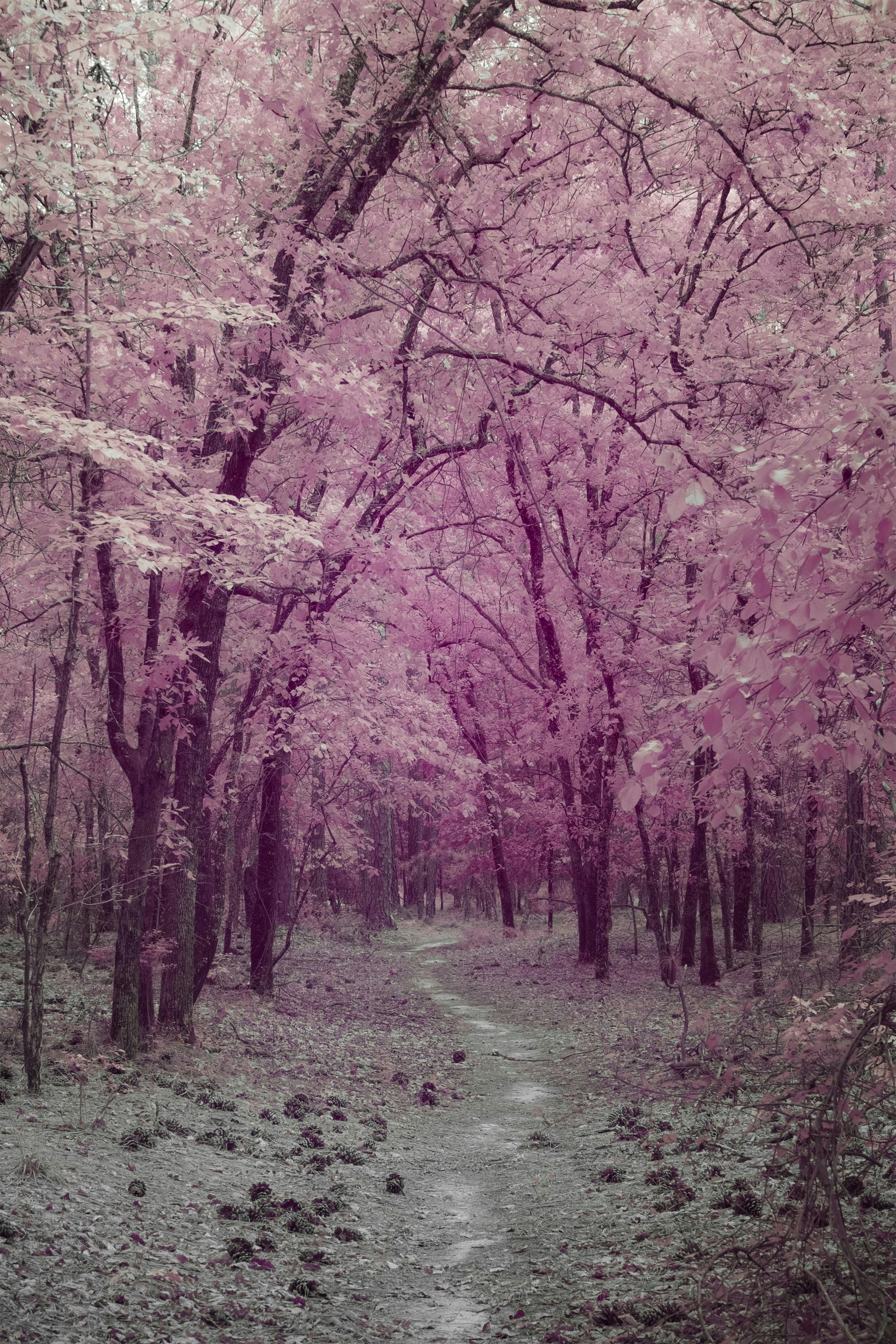 Explore a surreal pink forest path with lush tree coverage, creating an otherworldly ambiance.