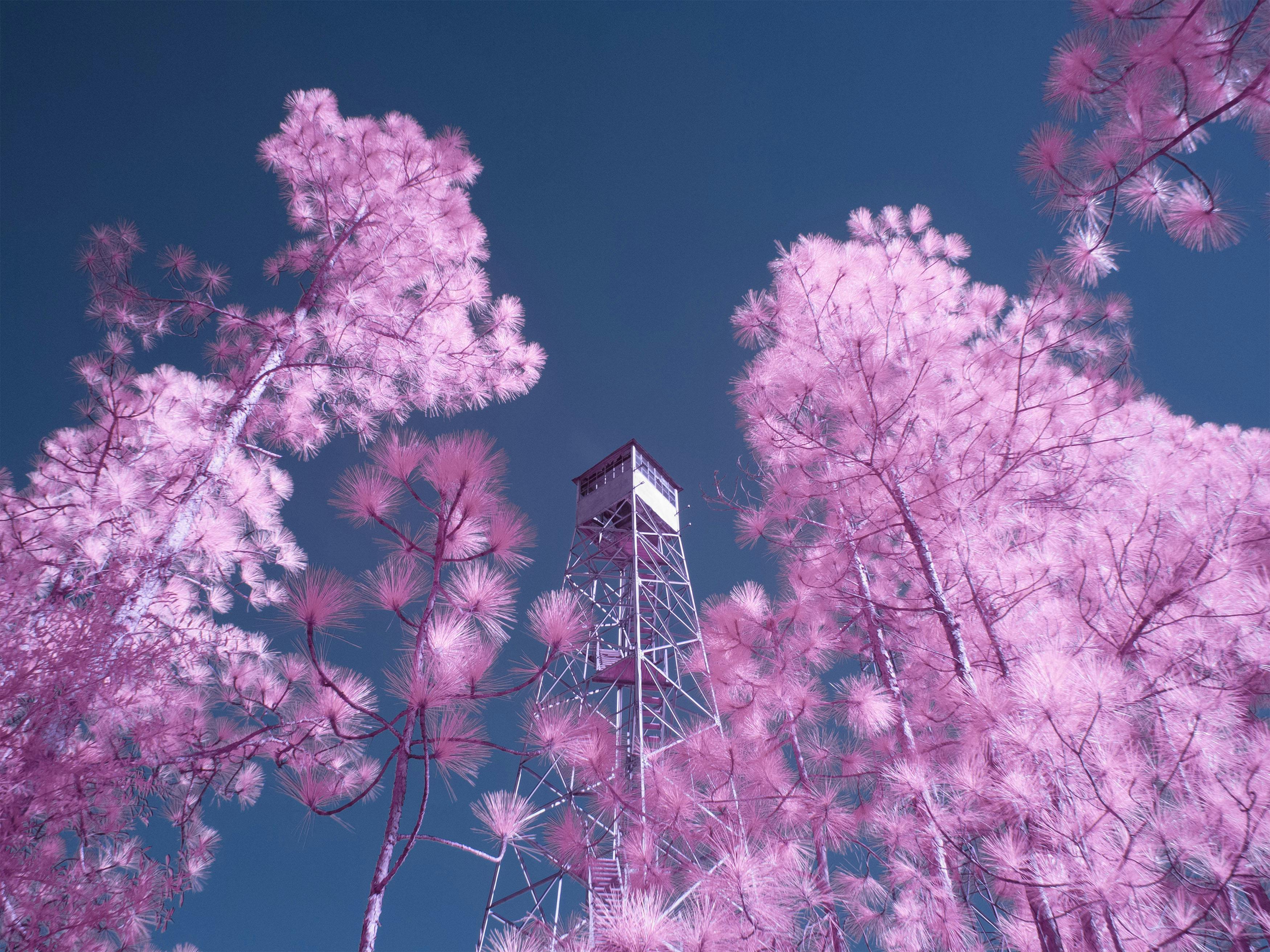 Infrared photo of a fire tower surrounded by pink-hued trees under a vivid blue sky.