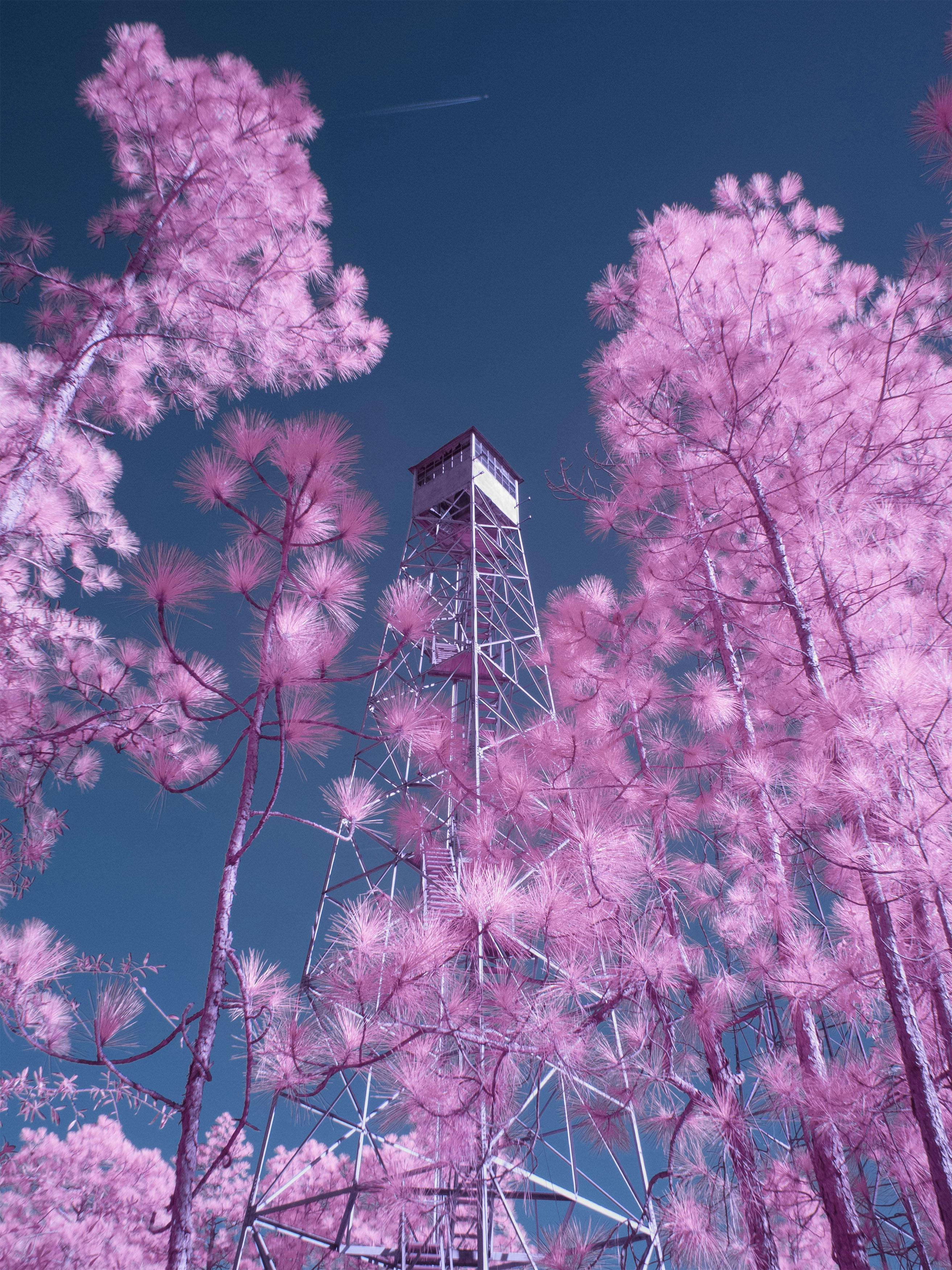 Surreal infrared capture of a fire tower surrounded by pink-hued trees in Columbia, SC.