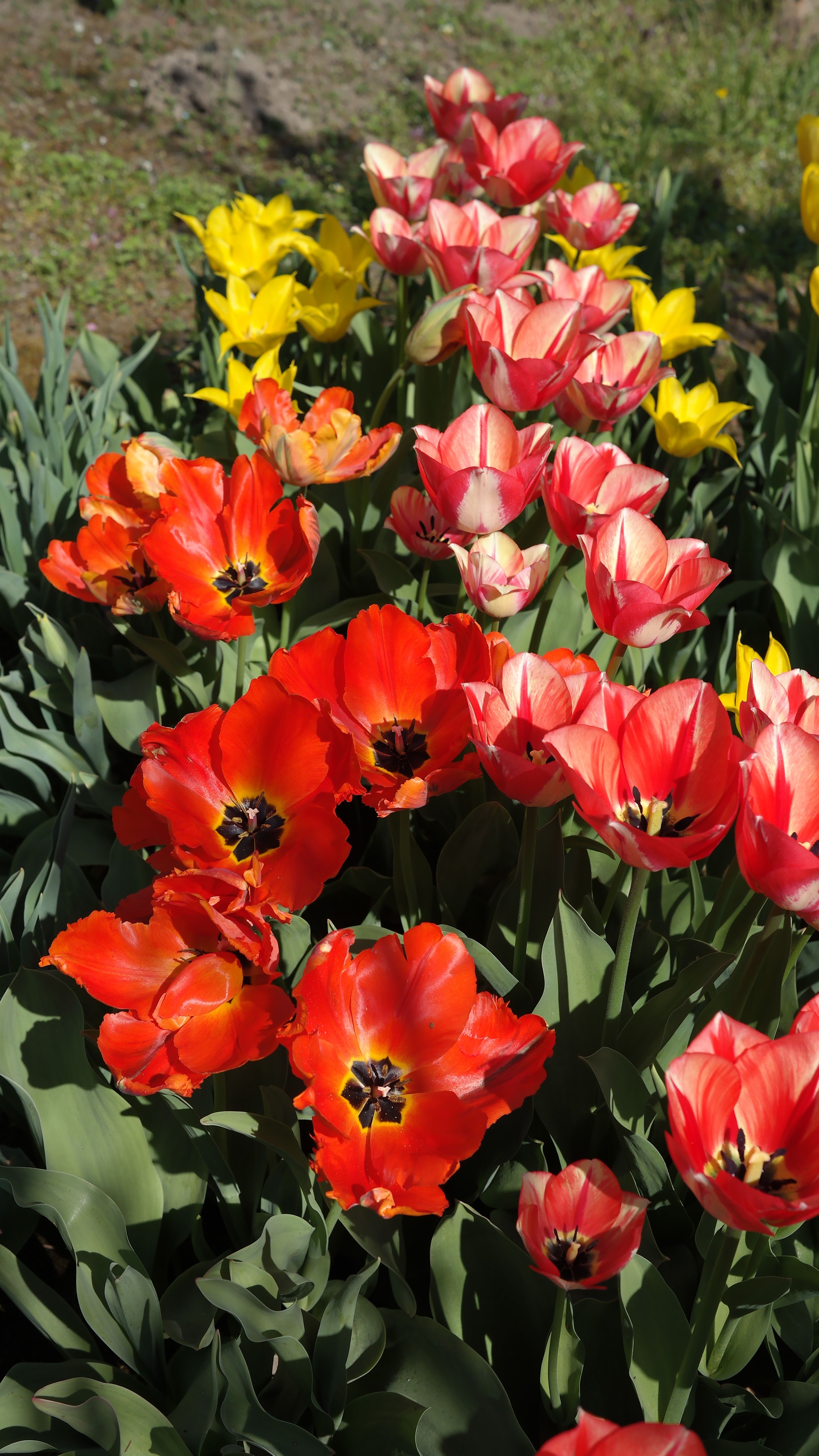 Vibrant Tulips in Spring Garden · Free Stock Photo