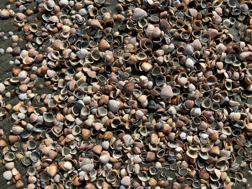Fotomural Primer plano de numerosas conchas marinas esparcidas en una playa de arena, creando un diseño abstracto y texturizado.