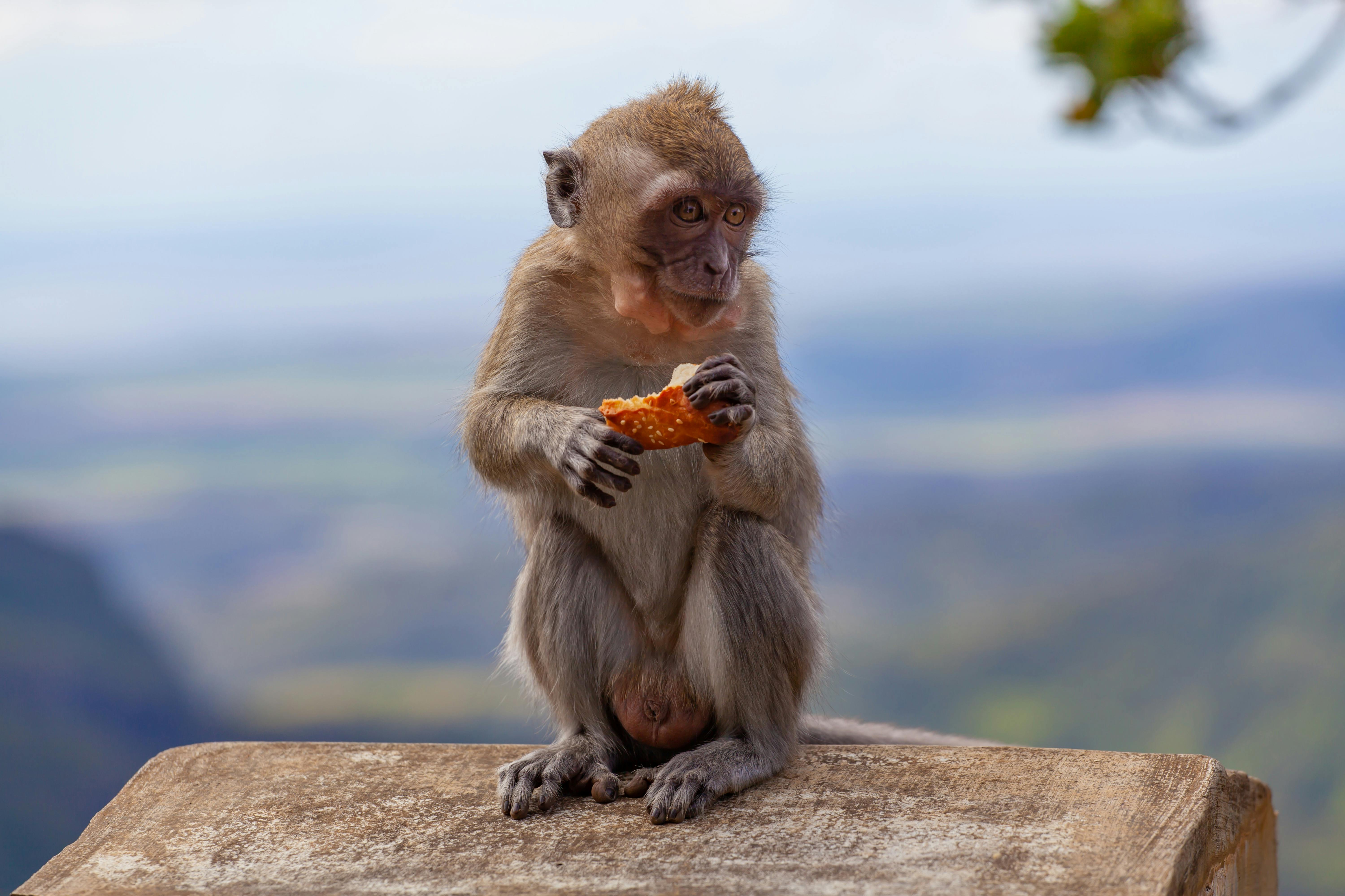 Nền Con Khỉ Khỉ Nhỏ Trên Cây Giống Khỉ đang Ngồi Hình Chụp Và Hình ảnh Để  Tải Về Miễn Phí - Pngtree