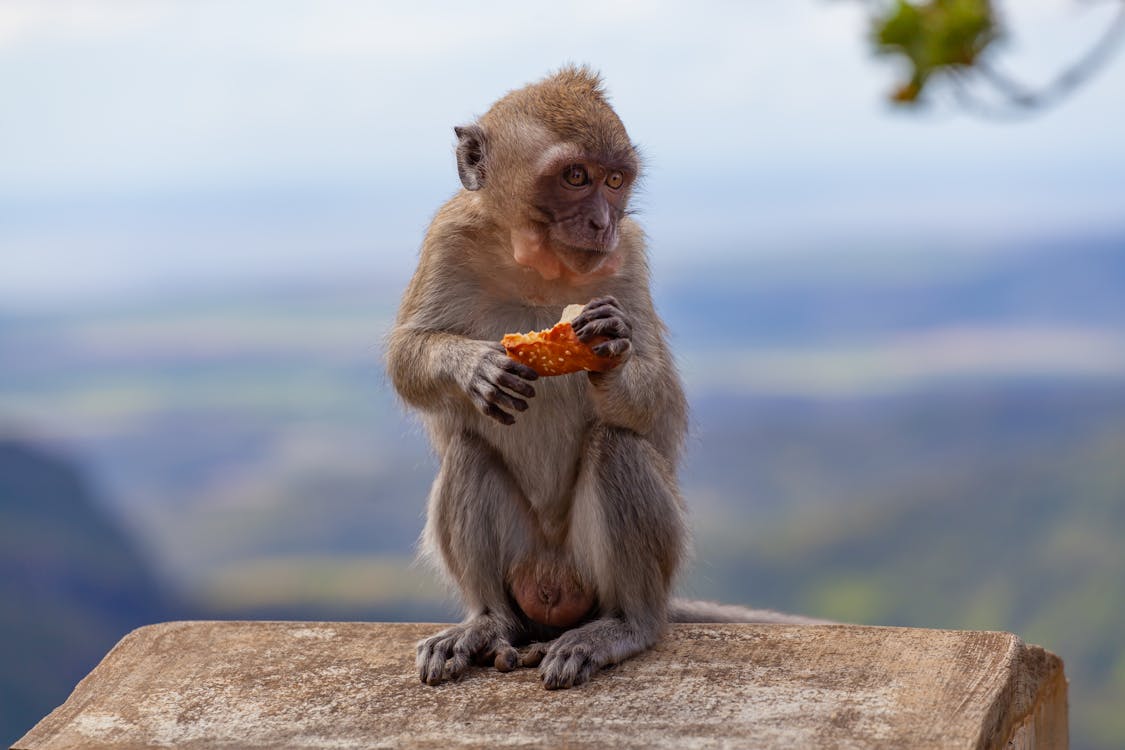 Con khỉ nâu là động vật thông minh và đáng yêu. Xem hình ảnh của loài động vật này và bạn sẽ bị cuốn hút bởi tính cách độc đáo và lối sống tuyệt vời của chúng.