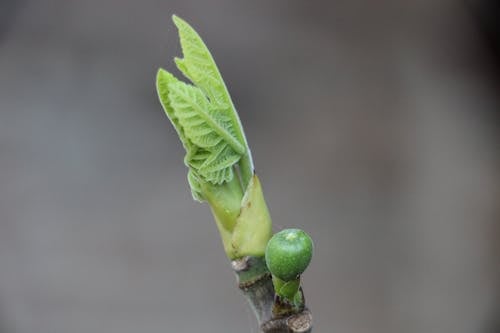 Foto d'estoc gratuïta de brot, figa, primavera