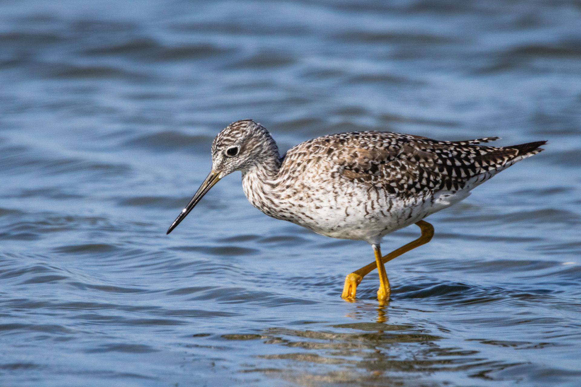 Lesser Yellowlegs Sandpiper foraging in a serene water setting.
